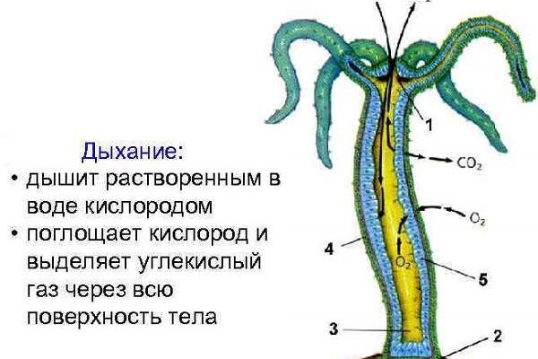 Что за маркетплейс кракен